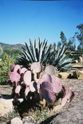 The purple cactus on Meditation Mount in Ojai, CA.